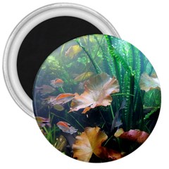 Marine Life 3  Magnets by trendistuff