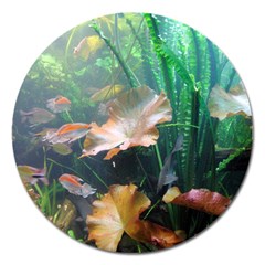 Marine Life Magnet 5  (round) by trendistuff