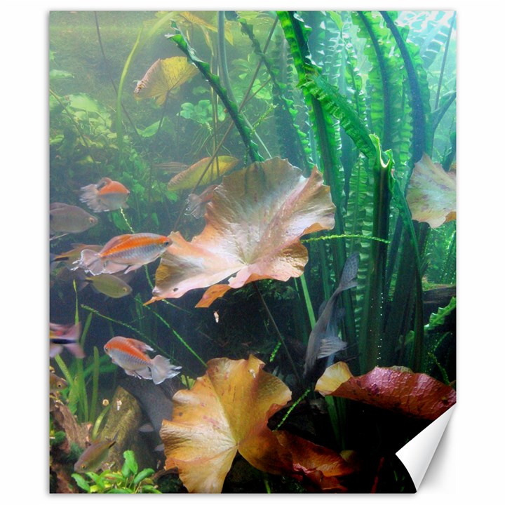 MARINE LIFE Canvas 8  x 10 