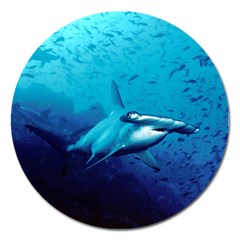 HAMMERHEAD Magnet 5  (Round)