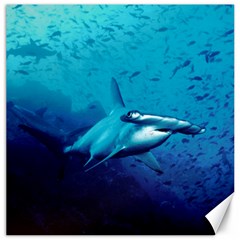 HAMMERHEAD Canvas 12  x 12  