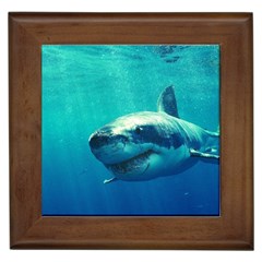 Great White Shark 1 Framed Tiles