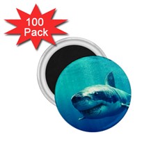 Great White Shark 1 1 75  Magnets (100 Pack)  by trendistuff