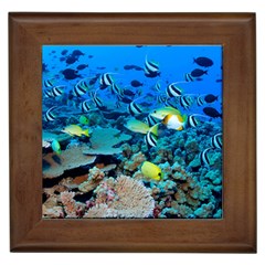 Fr Frigate Shoals Framed Tiles by trendistuff