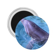 Dolphin 2 2 25  Magnets