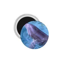 Dolphin 2 1 75  Magnets by trendistuff