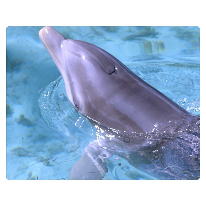 DOLPHIN 2 Double Sided Flano Blanket (Medium) 