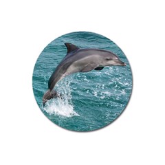 Dolphin Magnet 3  (round)