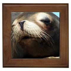 Cute Sea Lion Framed Tiles by trendistuff