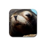 CUTE SEA LION Rubber Coaster (Square)  Front