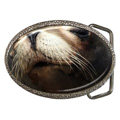 Cute Sea Lion Belt Buckles by trendistuff