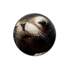 Cute Sea Lion Rubber Round Coaster (4 Pack)  by trendistuff