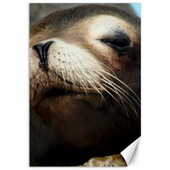 Cute Sea Lion Canvas 12  X 18   by trendistuff