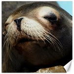 CUTE SEA LION Canvas 16  x 16   15.2 x15.41  Canvas - 1