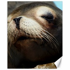 Cute Sea Lion Canvas 16  X 20  