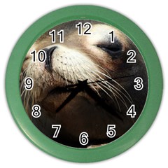 Cute Sea Lion Color Wall Clocks by trendistuff