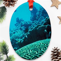 Coral Reefs 2 Ornament (oval)  by trendistuff