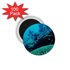 Coral Reefs 2 1 75  Magnets (100 Pack)  by trendistuff