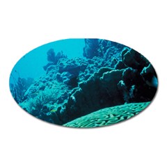 Coral Reefs 2 Oval Magnet by trendistuff