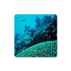 Coral Reefs 2 Square Magnet by trendistuff