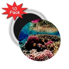 Coral Reefs 1 2 25  Magnets (10 Pack)  by trendistuff