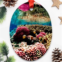 Coral Reefs 1 Oval Ornament (two Sides) by trendistuff