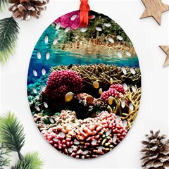 Coral Reefs 1 Ornament (oval Filigree)  by trendistuff