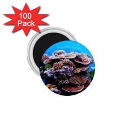 Coral Outcrop 2 1 75  Magnets (100 Pack)  by trendistuff