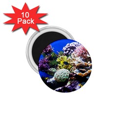 CORAL OUTCROP 1 1.75  Magnets (10 pack) 