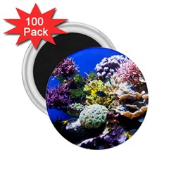 Coral Outcrop 1 2 25  Magnets (100 Pack)  by trendistuff