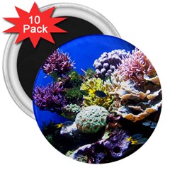 CORAL OUTCROP 1 3  Magnets (10 pack) 