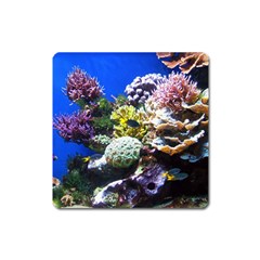 CORAL OUTCROP 1 Square Magnet