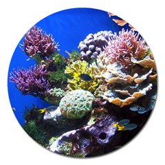 CORAL OUTCROP 1 Magnet 5  (Round)