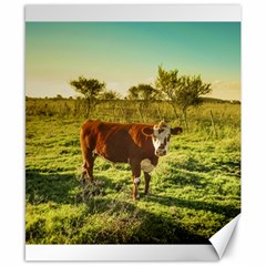 Cow In The Field Watching The Camera Canvas 8  X 10  by dflcprints