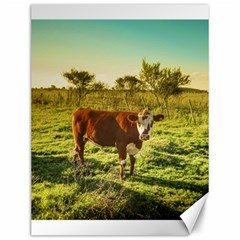 Cow In The Field Watching The Camera Canvas 12  X 16   by dflcprints