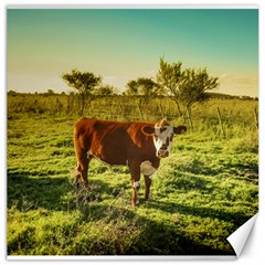 Cow In The Field Watching The Camera Canvas 16  X 16   by dflcprints