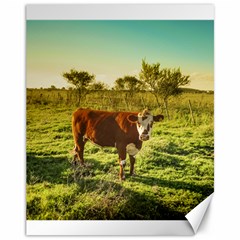 Cow In The Field Watching The Camera Canvas 11  X 14   by dflcprints