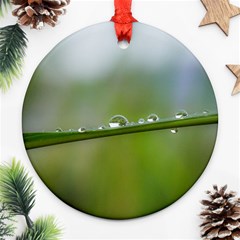 After the rain Ornament (Round) 