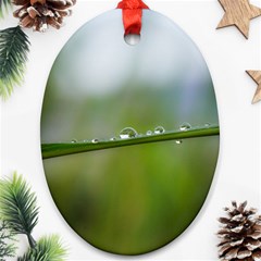 After The Rain Ornament (oval)  by LauraNATURE