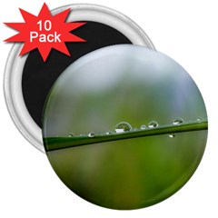 After the rain 3  Magnets (10 pack) 