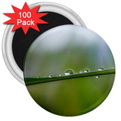 After the rain 3  Magnets (100 pack)