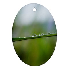 After the rain Oval Ornament (Two Sides)