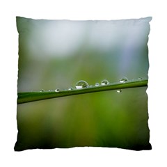 After The Rain Standard Cushion Case (one Side) by LauraNATURE