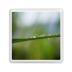 After The Rain Memory Card Reader (square)  by LauraNATURE