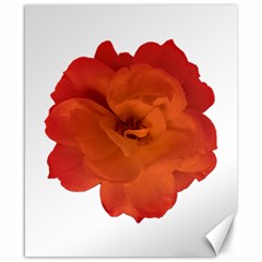 Red Rose Photo Canvas 8  X 10  by dflcprints