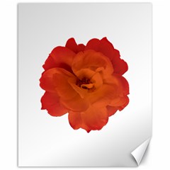 Red Rose Photo Canvas 16  X 20   by dflcprints