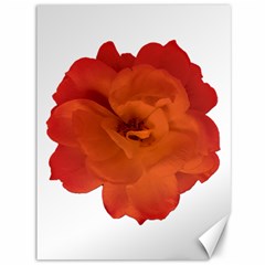 Red Rose Photo Canvas 36  X 48  