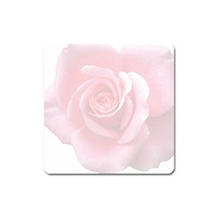 Pink White Love Rose Square Magnet by yoursparklingshop