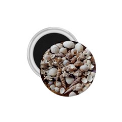 Tropical Sea Shells Collection, Copper Background 1 75  Magnets by yoursparklingshop