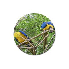 South American Couple Of Parrots Magnet 3  (round) by dflcprints